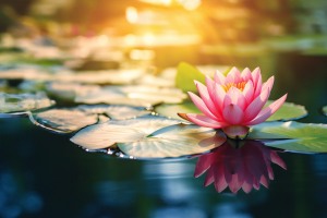Lotus